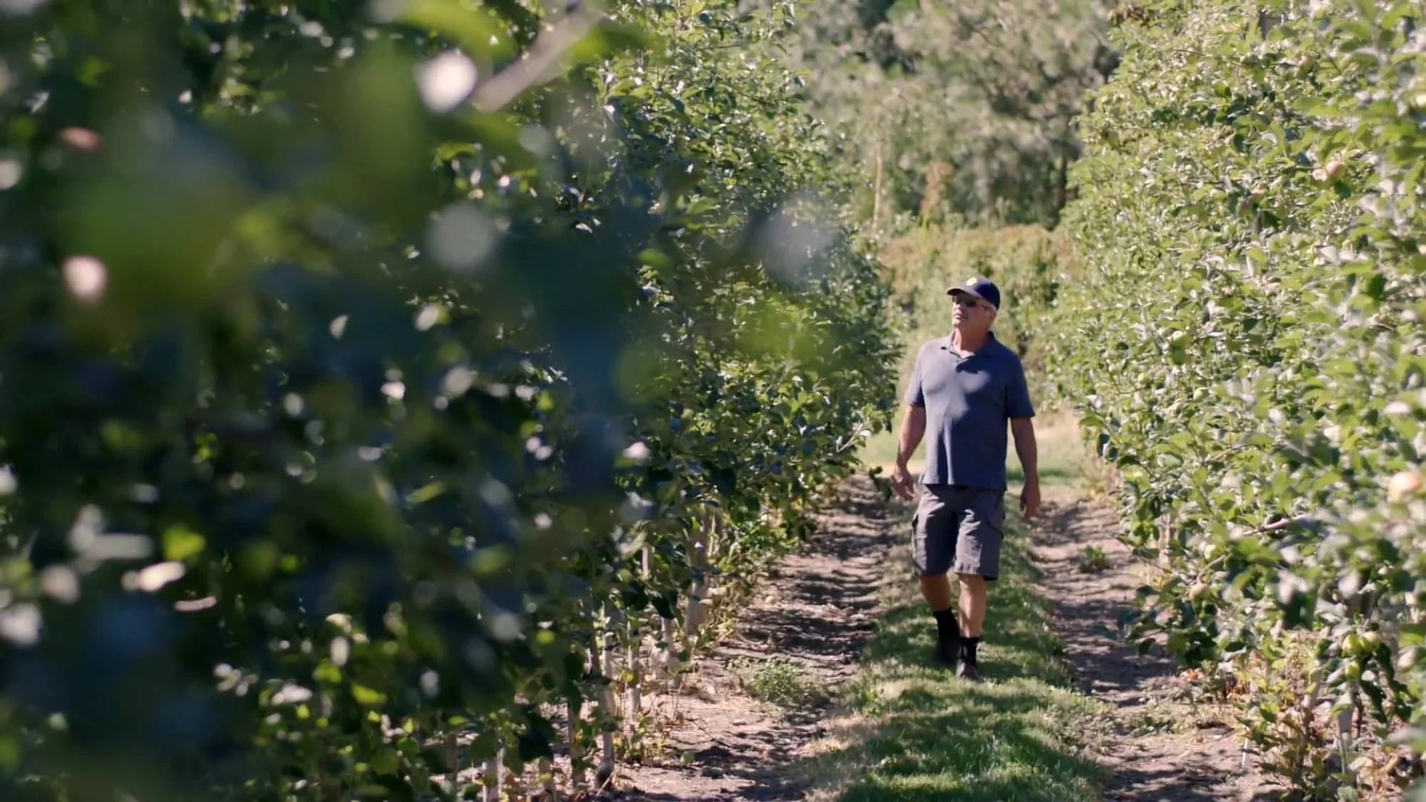 Alibabba - Chelan Washington Apple Farming thumbnail